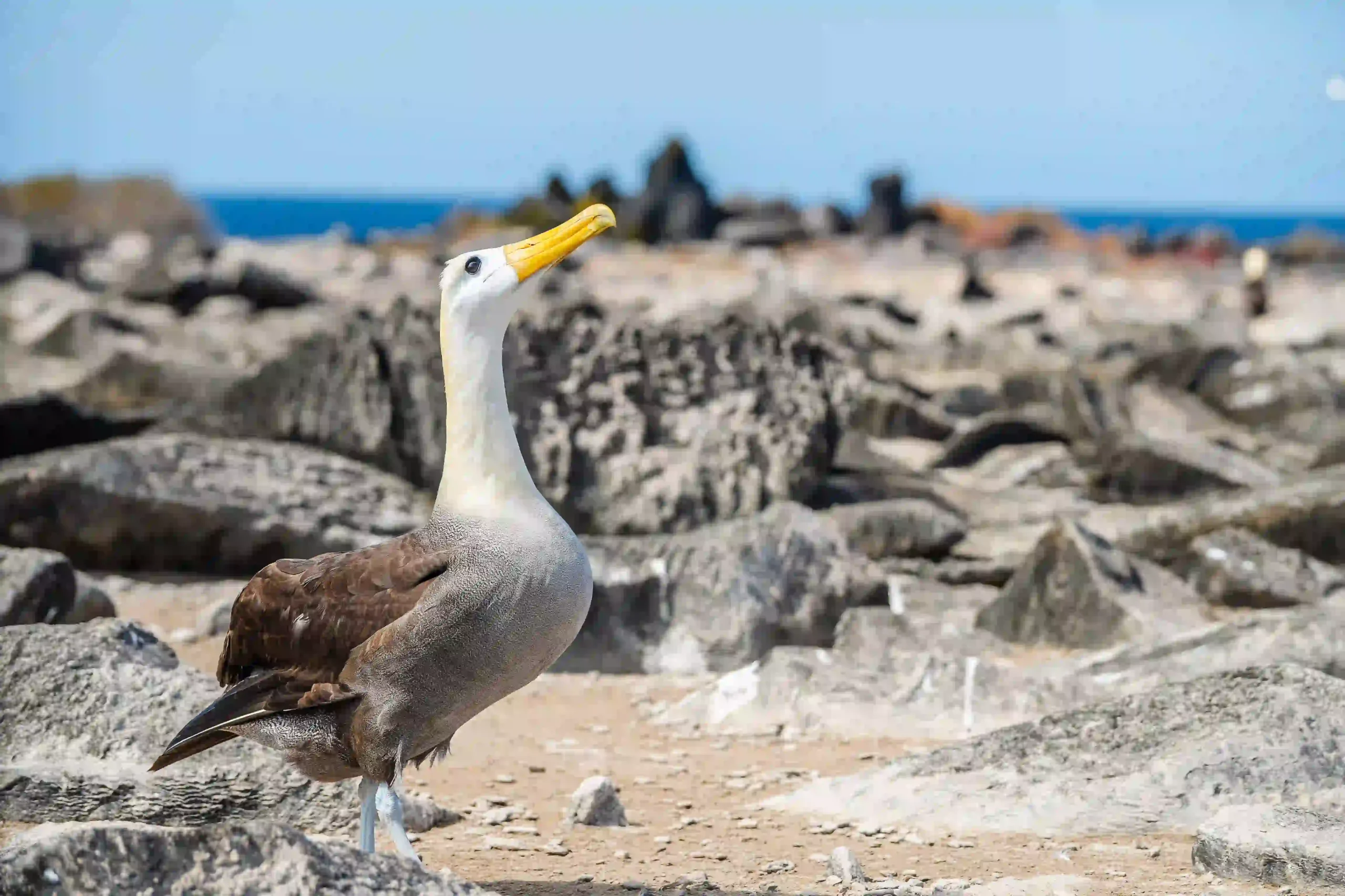 Española Island Albatross1