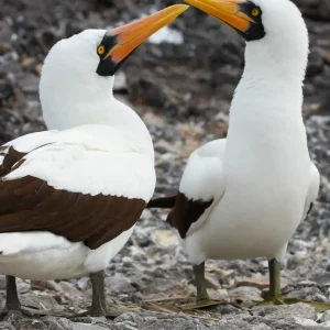 Española Island Tour