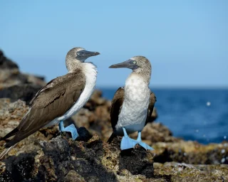 3 Blue footed boobies Española Island